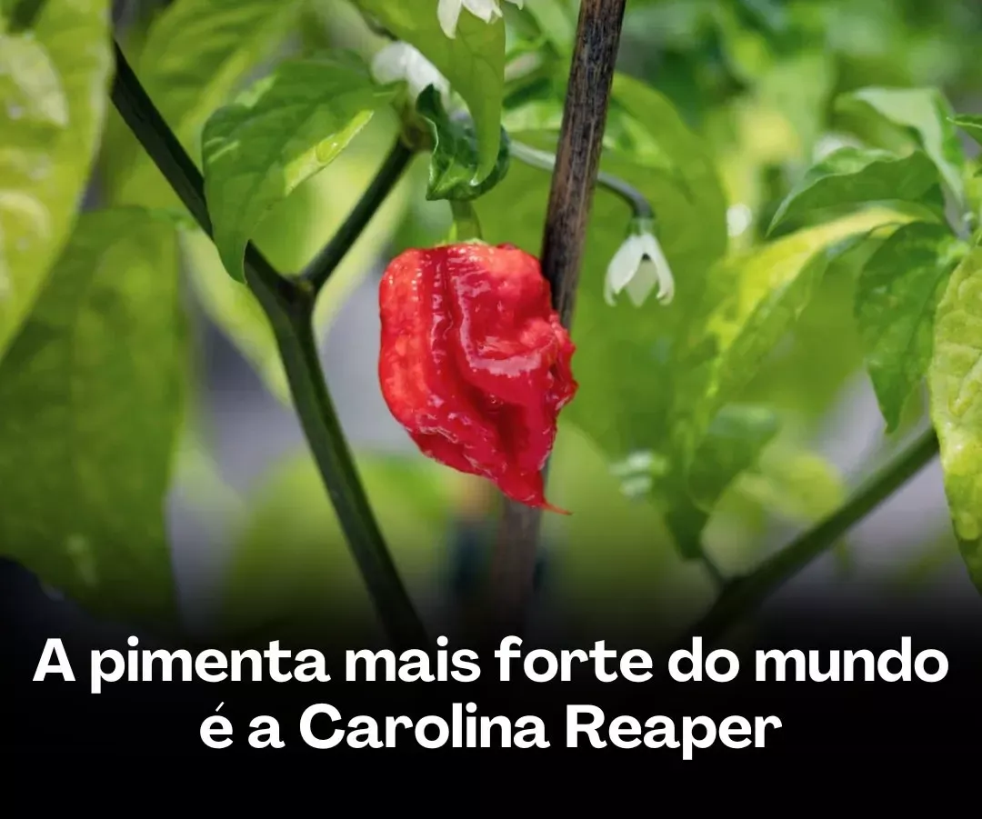 Carolina Reaper A pimenta mais forte do mundo