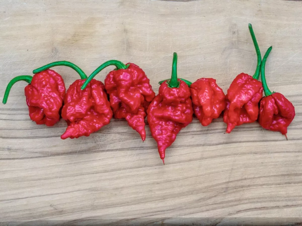 Carolina Reaper