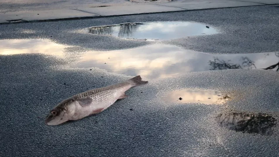 Chuva de Animais: Quando o Céu Surpreende com Sapos, Peixes e Aranhas 