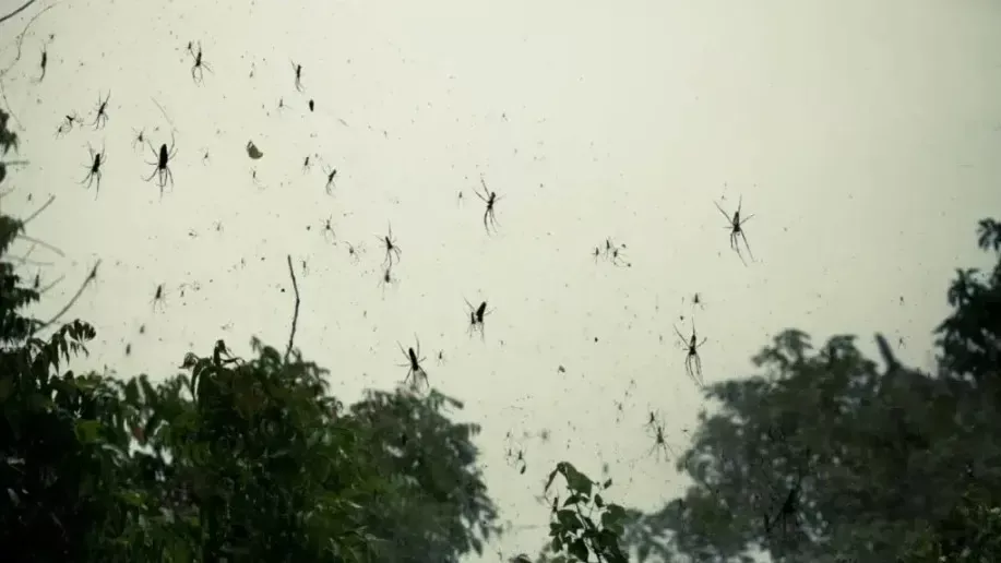 Chuva de aranhas que ocorreu em 2013, no Brasil.