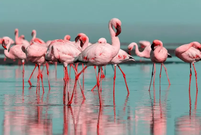 Por que os flamingos são rosas?