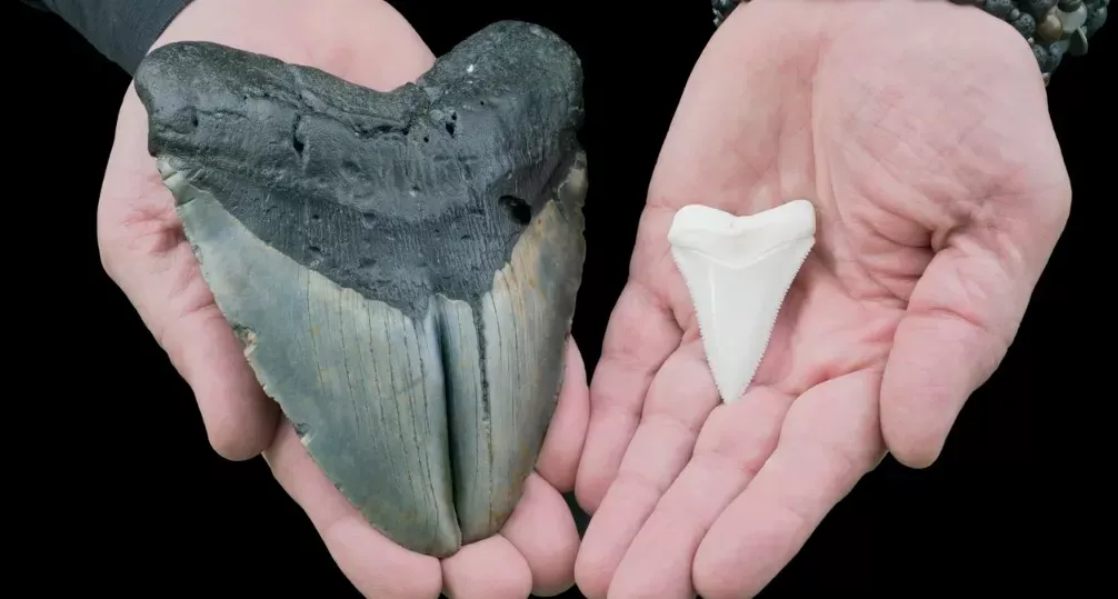 Diferença no dente de um tubarão branco (direita) para o de um Megalodon (esquerda)